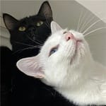 Alejandro Ruiz avatar